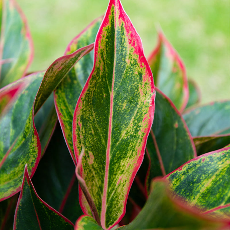 Wannian Red Potted Plant Indoor Formaldehyde Absorbing Green Plant Geely Red Small Potted Landscape