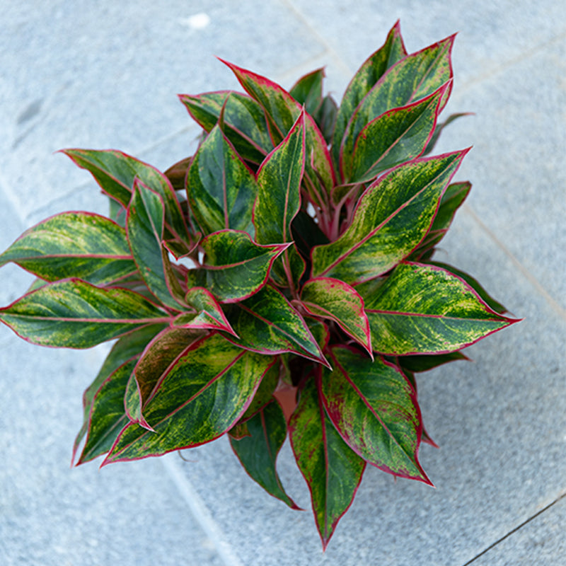 Wannian Red Potted Plant Indoor Formaldehyde Absorbing Green Plant Geely Red Small Potted Landscape