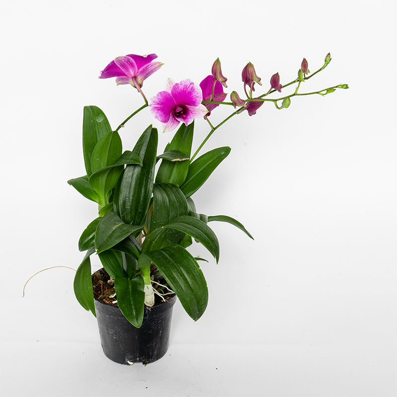 Pok Mo Autumn Dendrobium Orchid Potted Four Seasons Flower Living Room Balcony Purifying Air Flowers