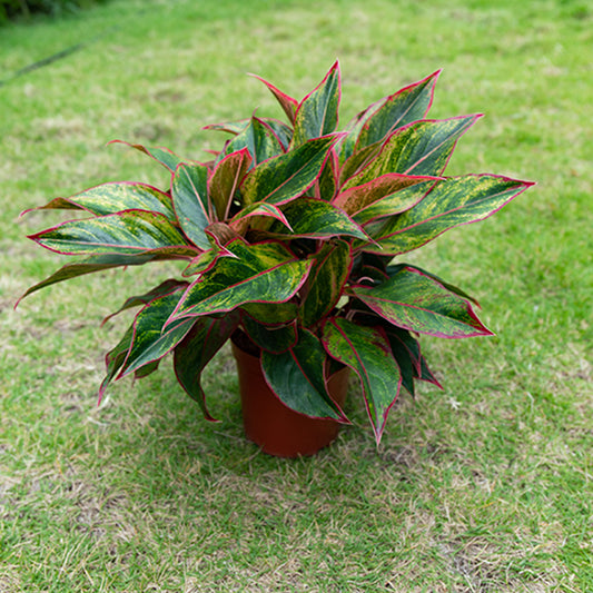 Wannian Red Potted Plant Indoor Formaldehyde Absorbing Green Plant Geely Red Small Potted Landscape
