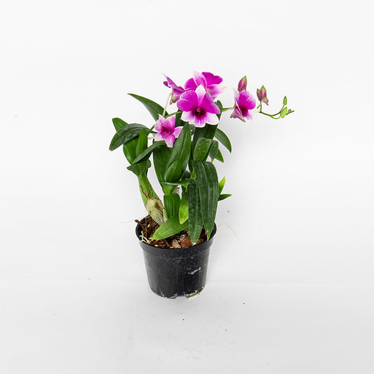 Pok Mo Autumn Dendrobium Orchid Potted Four Seasons Flower Living Room Balcony Purifying Air Flowers