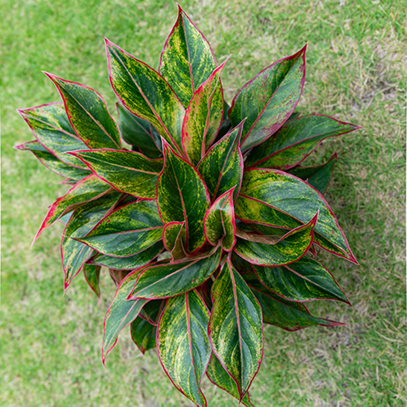 Wannian Red Potted Plant Indoor Formaldehyde Absorbing Green Plant Geely Red Small Potted Landscape