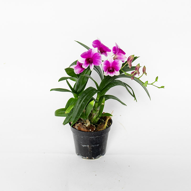Pok Mo Autumn Dendrobium Orchid Potted Four Seasons Flower Living Room Balcony Purifying Air Flowers