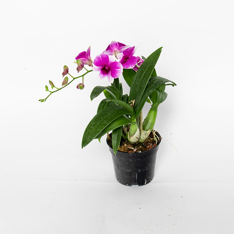 Pok Mo Autumn Dendrobium Orchid Potted Four Seasons Flower Living Room Balcony Purifying Air Flowers