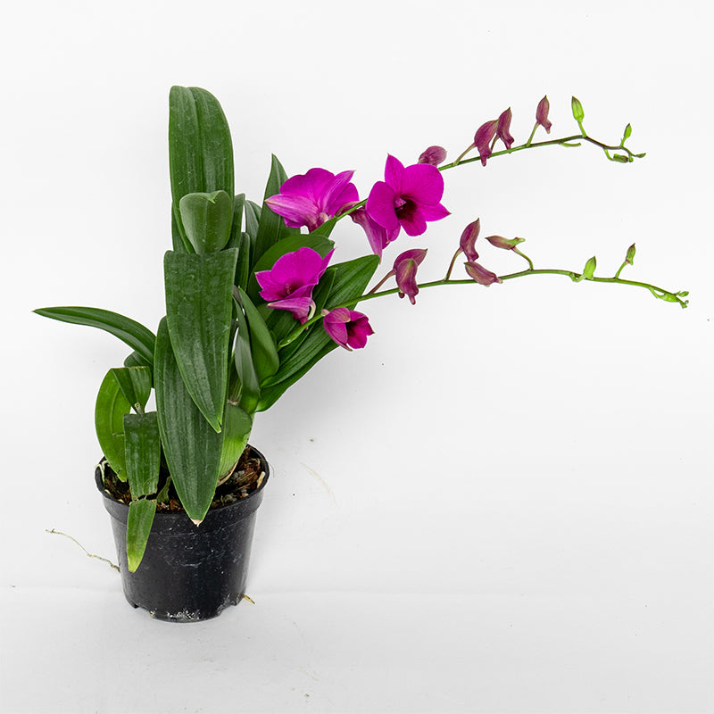 Pok Mo Autumn Dendrobium Orchid Potted Four Seasons Flower Living Room Balcony Purifying Air Flowers