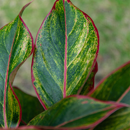 Wannian Red Potted Plant Indoor Formaldehyde Absorbing Green Plant Geely Red Small Potted Landscape
